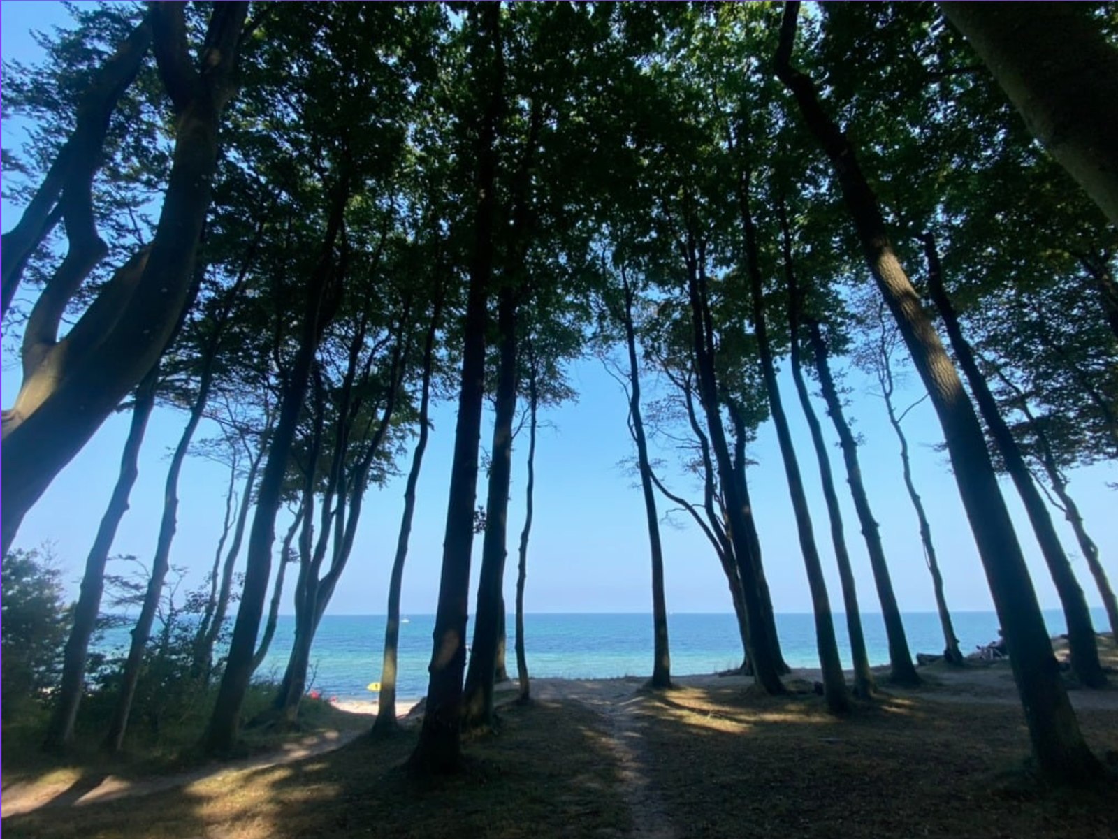 Wald am Meer – ruhige Naturstimmung (Familien-Settings)